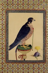 Ms E-14 Falcon, from a Moraqqa